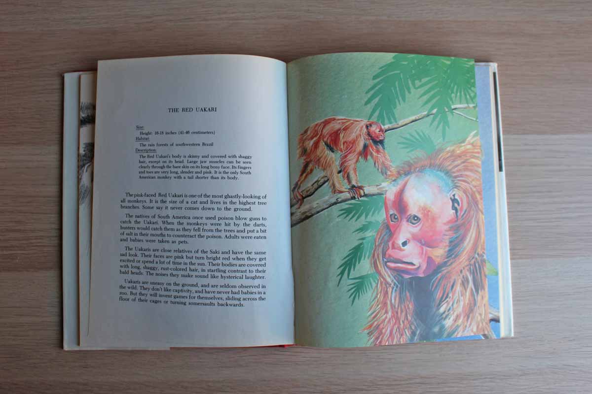 Meet the Monkeys by Martha Dickson Allen