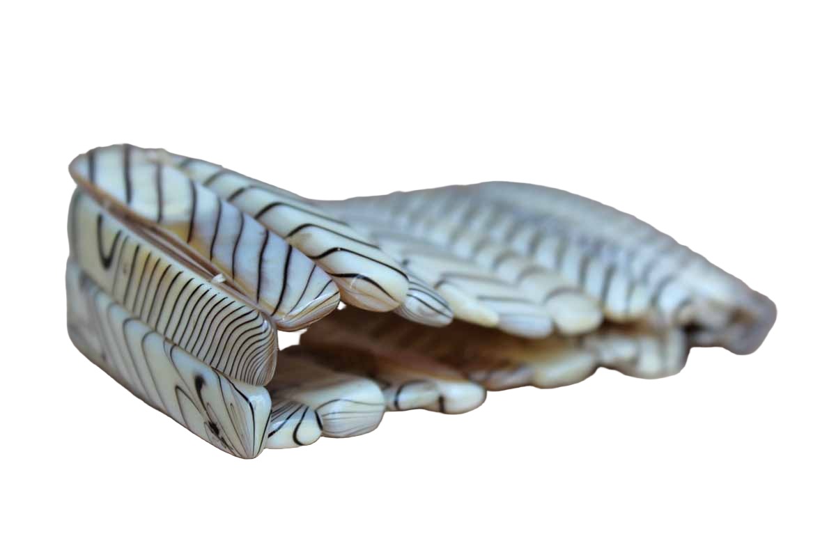 Zebra Shell Mother of Pearl Cuff Bracelet