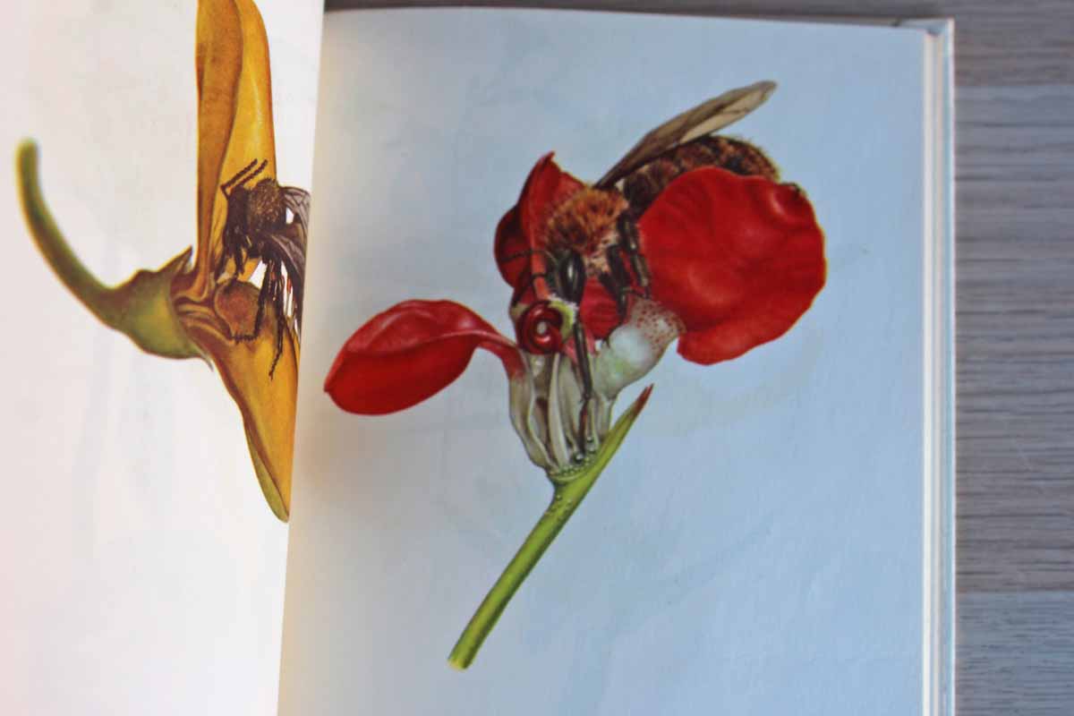 Glass Flowers from the Ware Collection of Harvard University--Insect Pollination Series by Fritz Kredel
