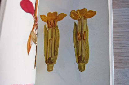 Glass Flowers from the Ware Collection of Harvard University--Insect Pollination Series by Fritz Kredel