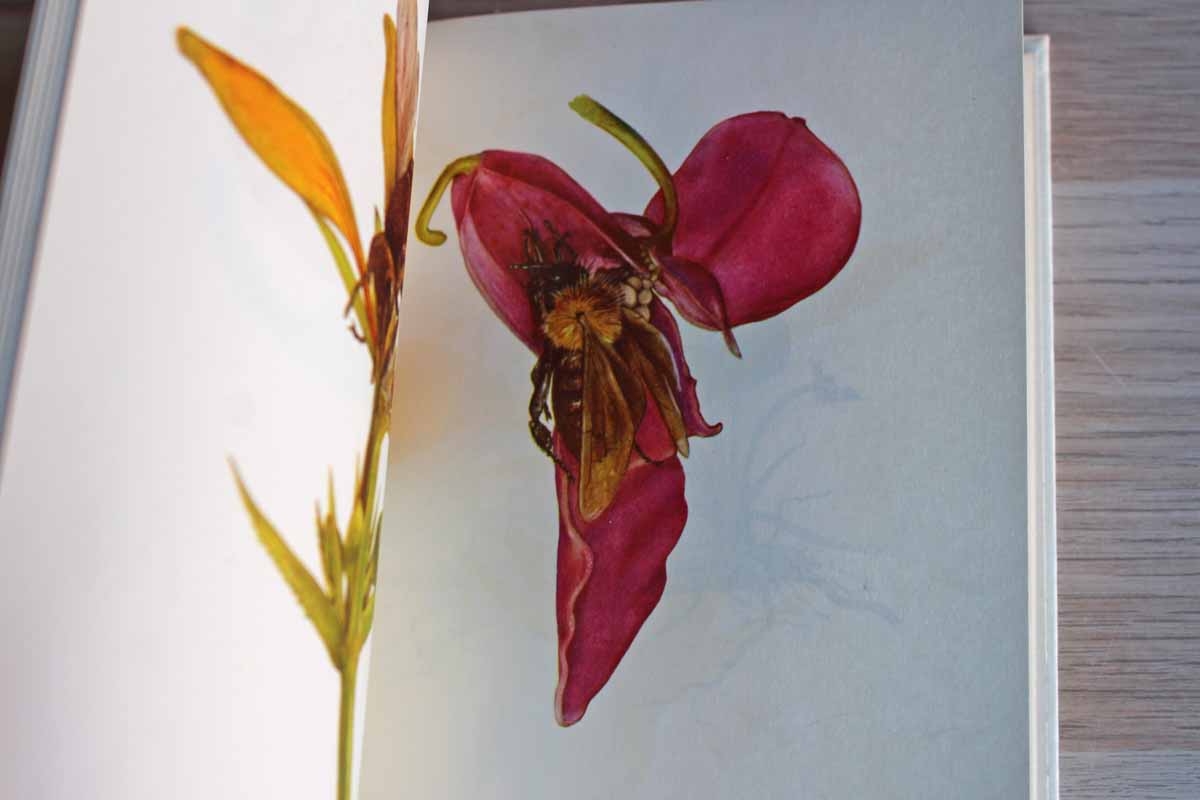 Glass Flowers from the Ware Collection of Harvard University--Insect Pollination Series by Fritz Kredel