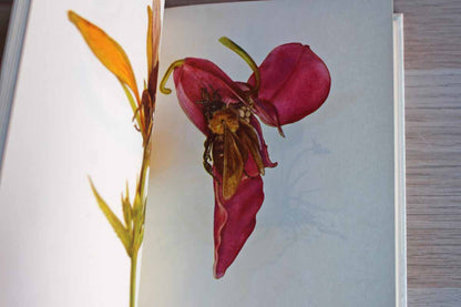Glass Flowers from the Ware Collection of Harvard University--Insect Pollination Series by Fritz Kredel