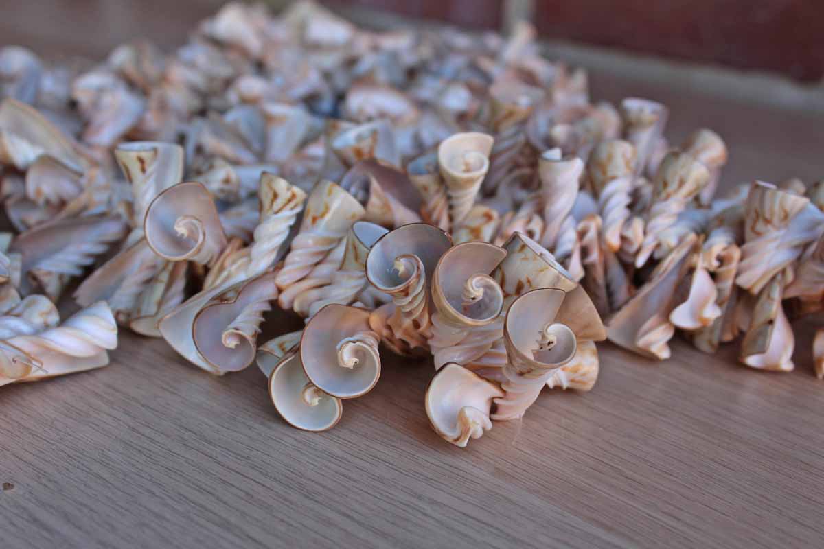 Cone-Shaped White and Cream Seashells from the Philippines, String of 5