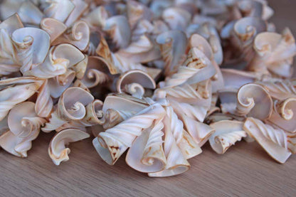 Cone-Shaped White and Cream Seashells from the Philippines, String of 5