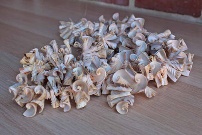 Cone-Shaped White and Cream Seashells from the Philippines, String of 3