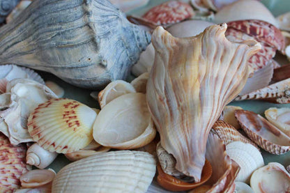 Mixed Seashells Totalling 3 Pounds