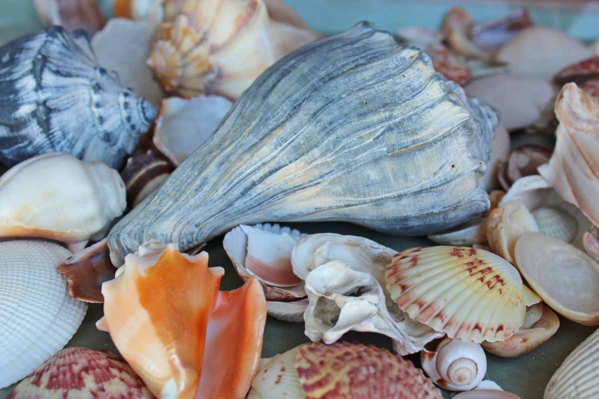 Mixed Seashells Totalling 3 Pounds