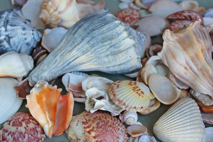 Mixed Seashells Totalling 3 Pounds