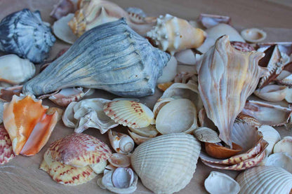 Mixed Seashells Totalling 3 Pounds