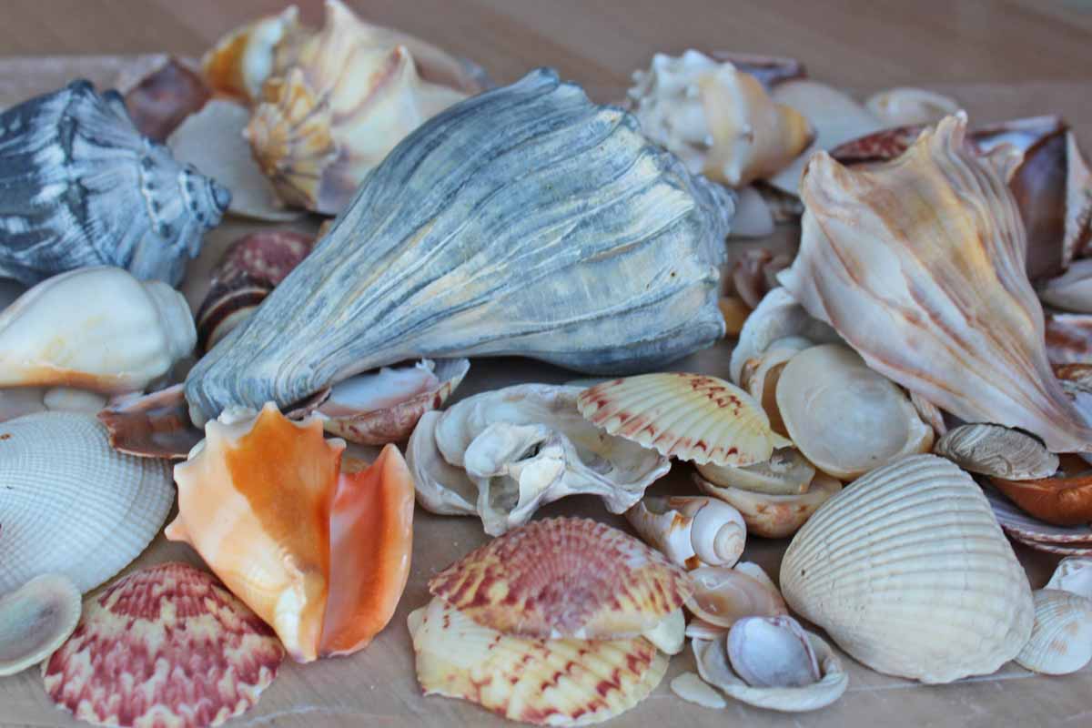 Mixed Seashells Totalling 3 Pounds