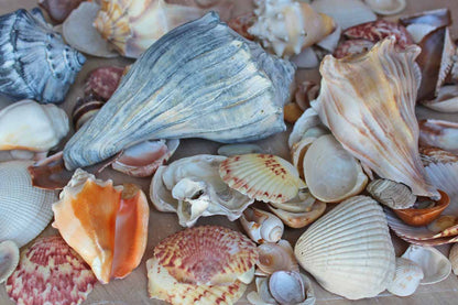 Mixed Seashells Totalling 3 Pounds