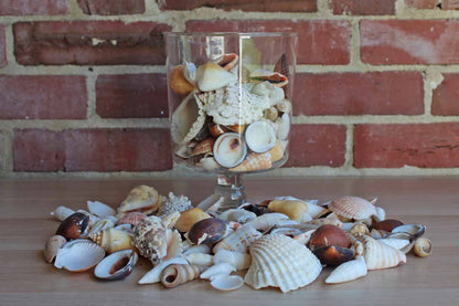 Mixed Seashells Totalling 2.75 Pounds