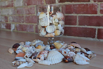 Mixed Seashells Totalling 2.75 Pounds