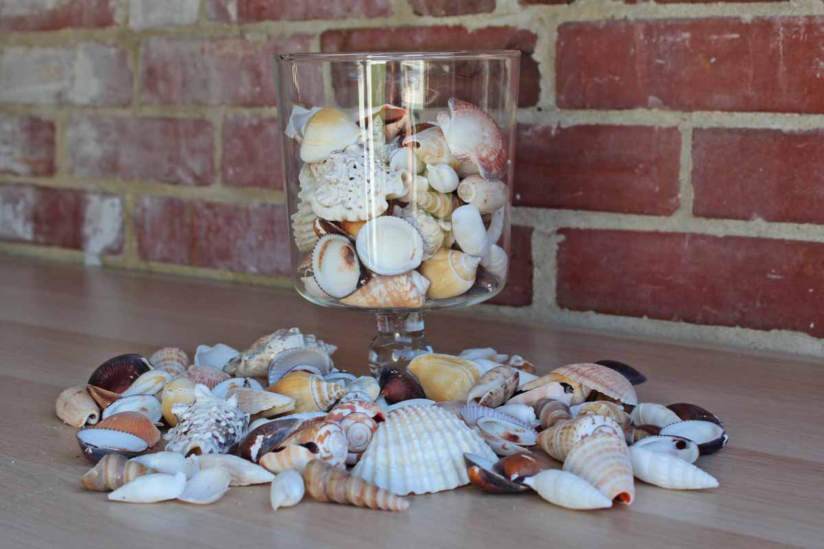 Mixed Seashells Totalling 2.75 Pounds