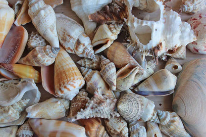 Mixed Seashells Weighing 1.20 Pounds