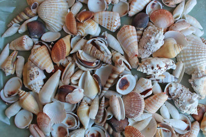 Mixed Seashells Totalling 2.75 Pounds