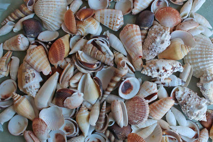 Mixed Seashells Totalling 2.75 Pounds