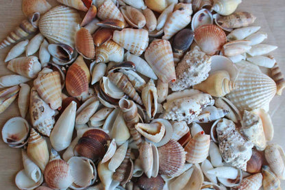 Mixed Seashells Totalling 2.75 Pounds