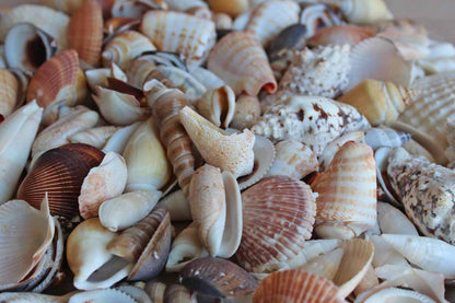 Mixed Seashells Totalling 2.75 Pounds
