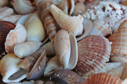 Mixed Seashells Totalling 2.75 Pounds