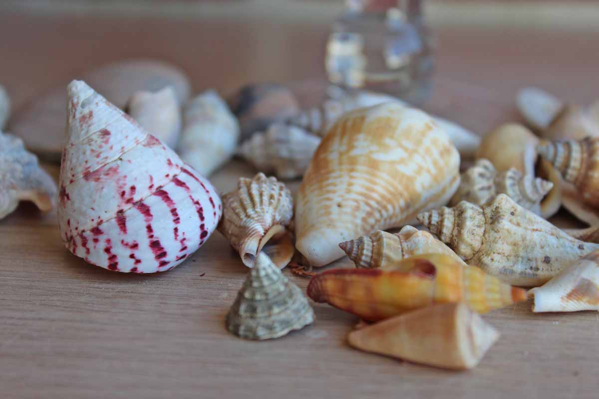 Mixed Seashells Weighing 1.20 Pounds