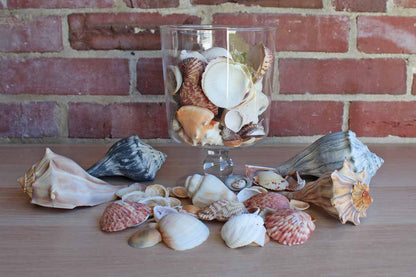 Mixed Seashells Totalling 3 Pounds