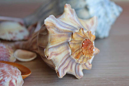 Mixed Seashells Totalling 3 Pounds