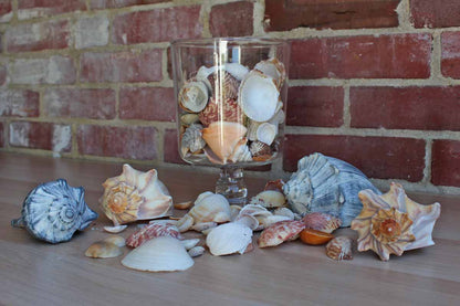 Mixed Seashells Totalling 3 Pounds