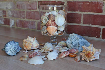 Mixed Seashells Totalling 3 Pounds